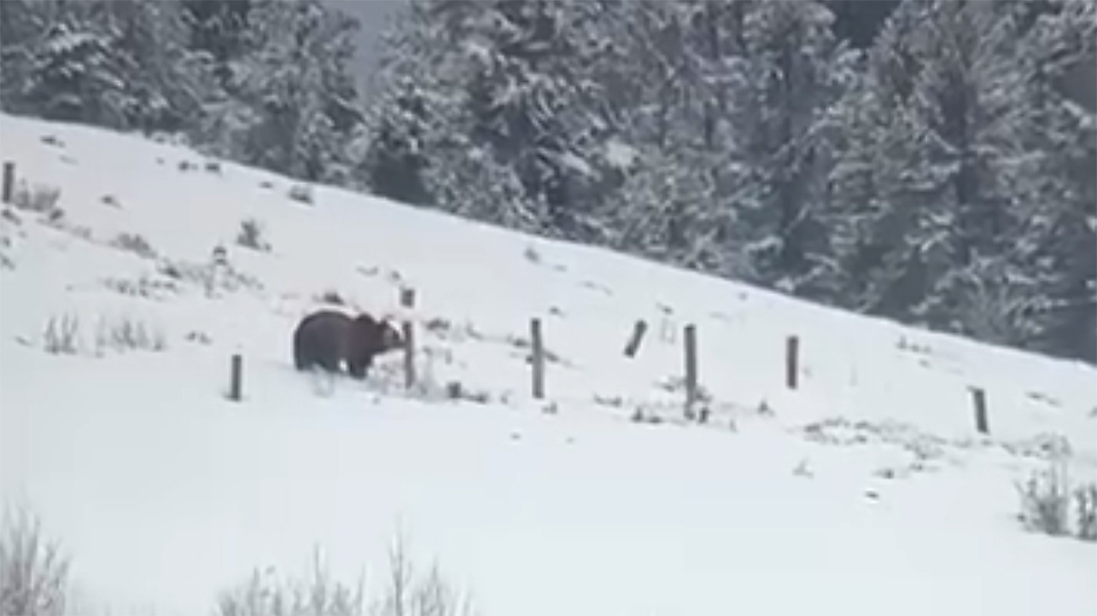 This image from a video shows the first Jackson Hole-area grizzly of 2024 spotted about 3 miles outside Grand Teton National Park on March 23, 2024.