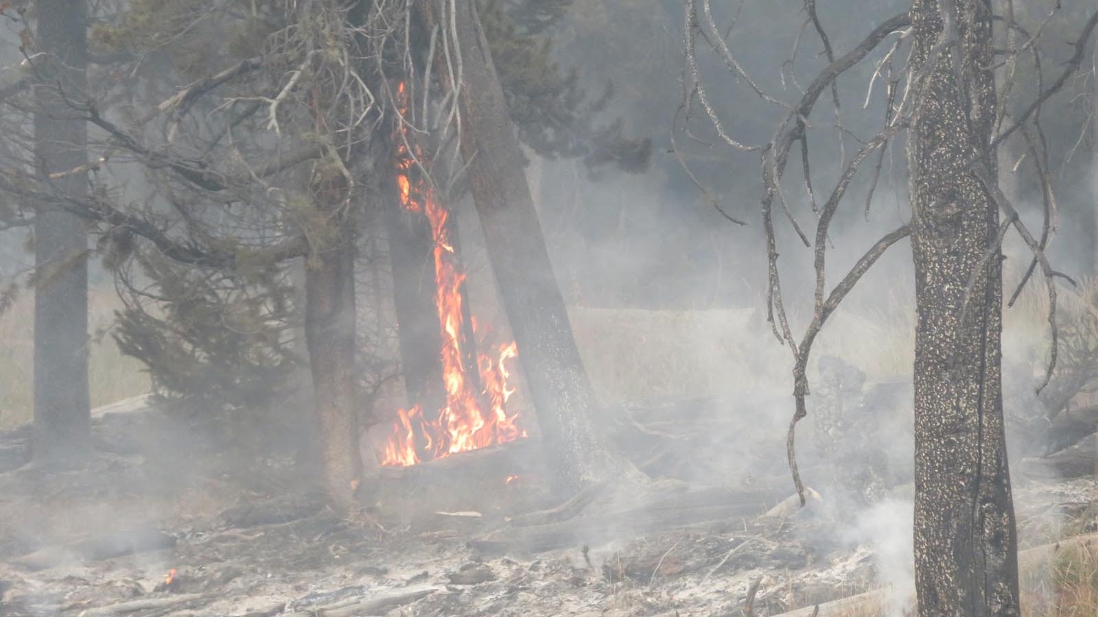 The Fish Creek Fire continues to burn in rugged territory, consuming beetle-killed timber.