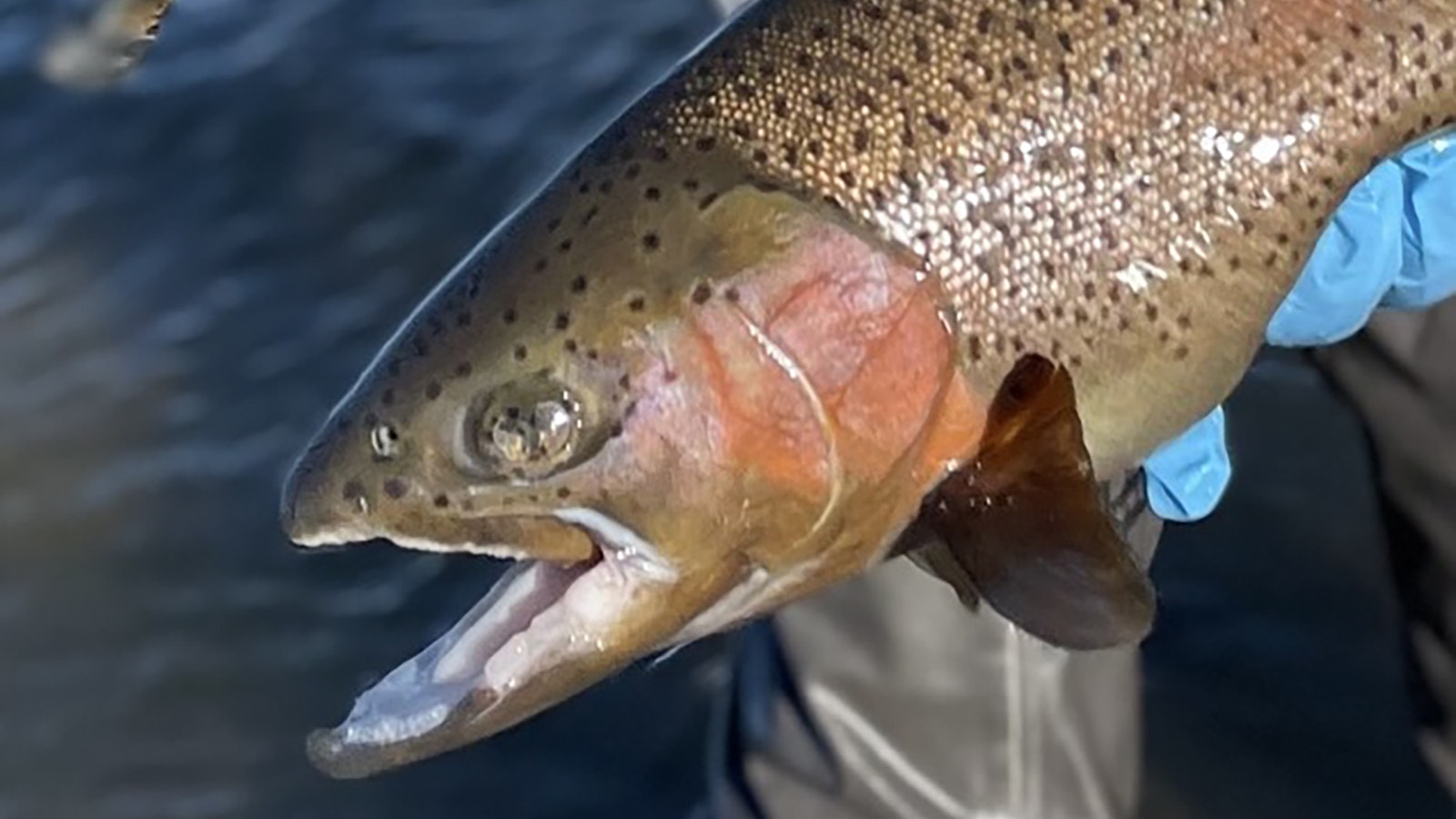 Fish hook injuries, such as this fish losing an eye, are becoming a concern on Wyoming’s prized North Platte River fisheries.