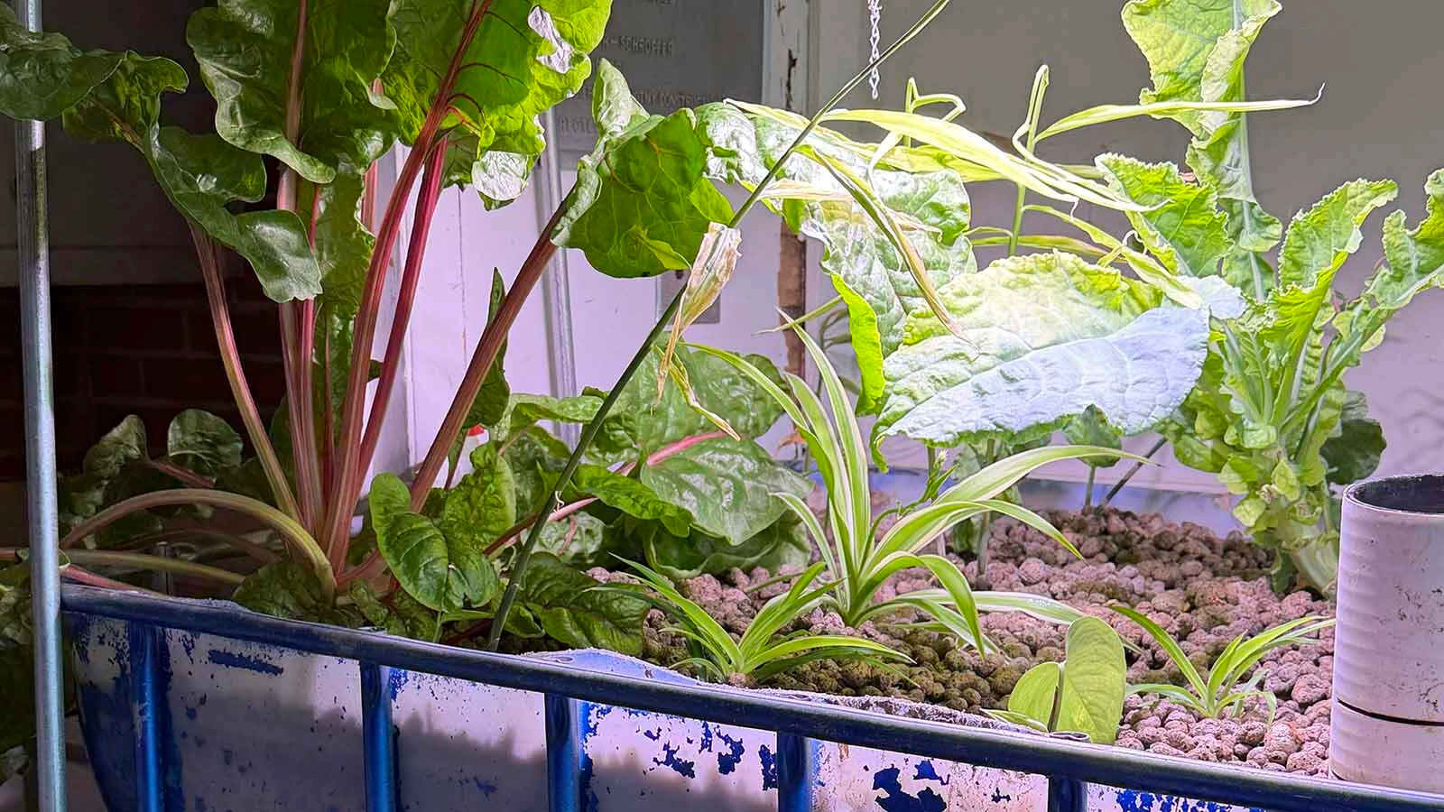 Urban Thistle doesn’t waste anything at its operation in a former north Casper elementary school. That includes the poop from the fish it raises, which becomes fertilizer that’s growing rows of “Jurassic” sized leafy greens.
