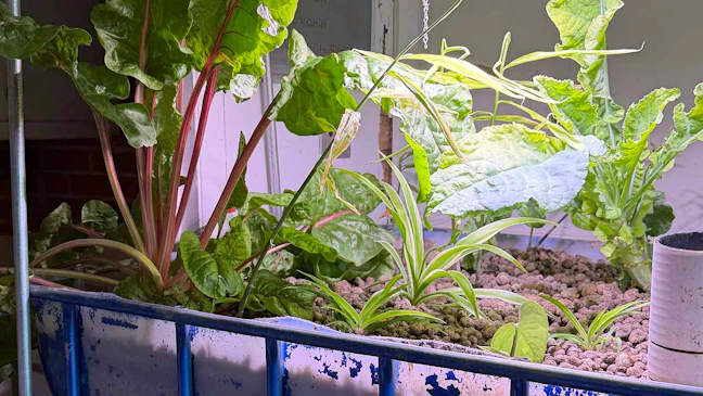 Inside A Casper School Turned Farm That’s Growing Affordable Food With ...