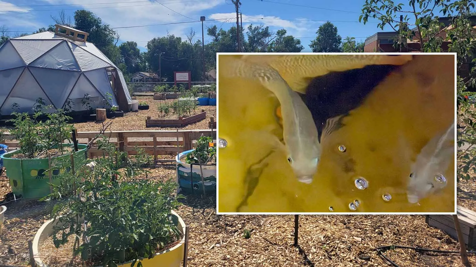 Urban Thistle doesn’t waste anything at its operation in a former north Casper elementary school. That includes the poop from the fish it raises, which becomes fertilizer that’s growing rows of “Jurassic” sized leafy greens.