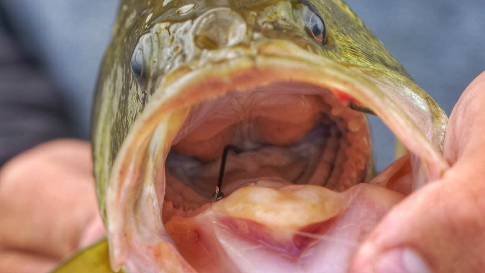A barbed fishhook stuck in the throat of a fish.