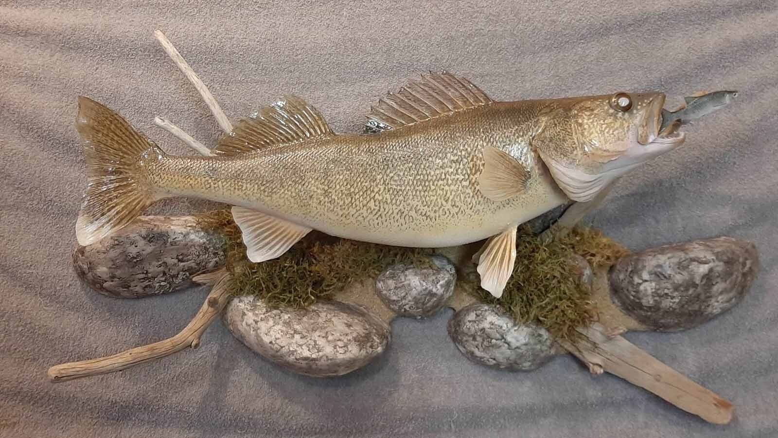 Great fish taxidermy requires methodical skill and a good sense of color balance, said taxidermist Allen Darlington.