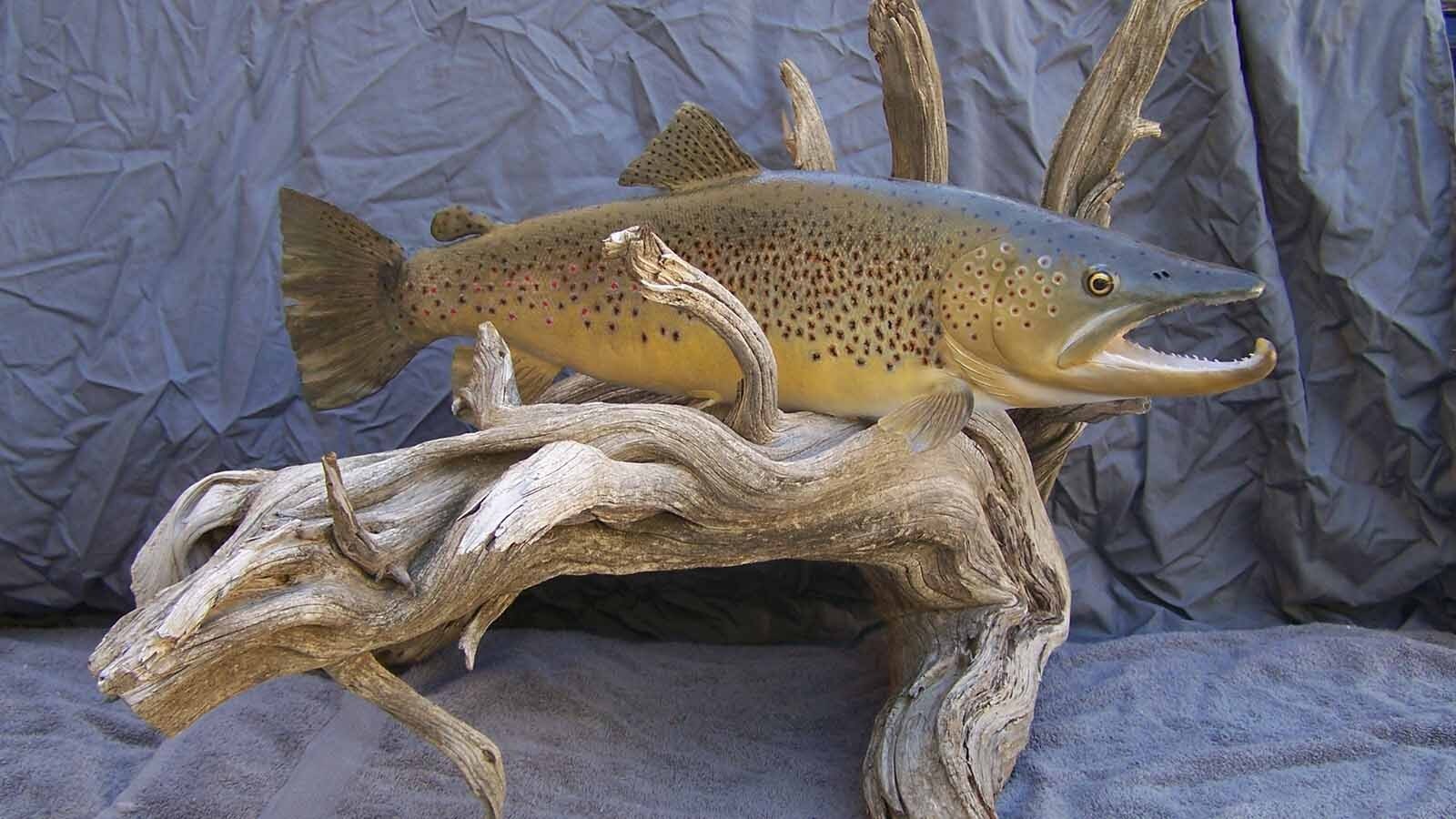 Great fish taxidermy requires methodical skill and a good sense of color balance, said taxidermist Allen Darlington.