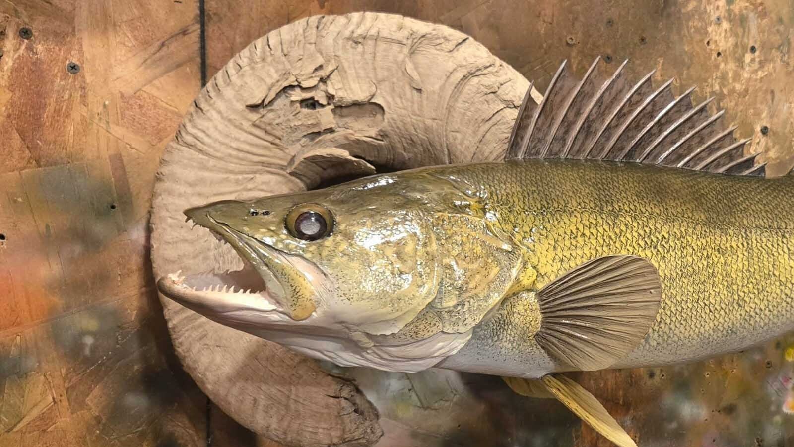 Great fish taxidermy requires methodical skill and a good sense of color balance, said taxidermist Allen Darlington.