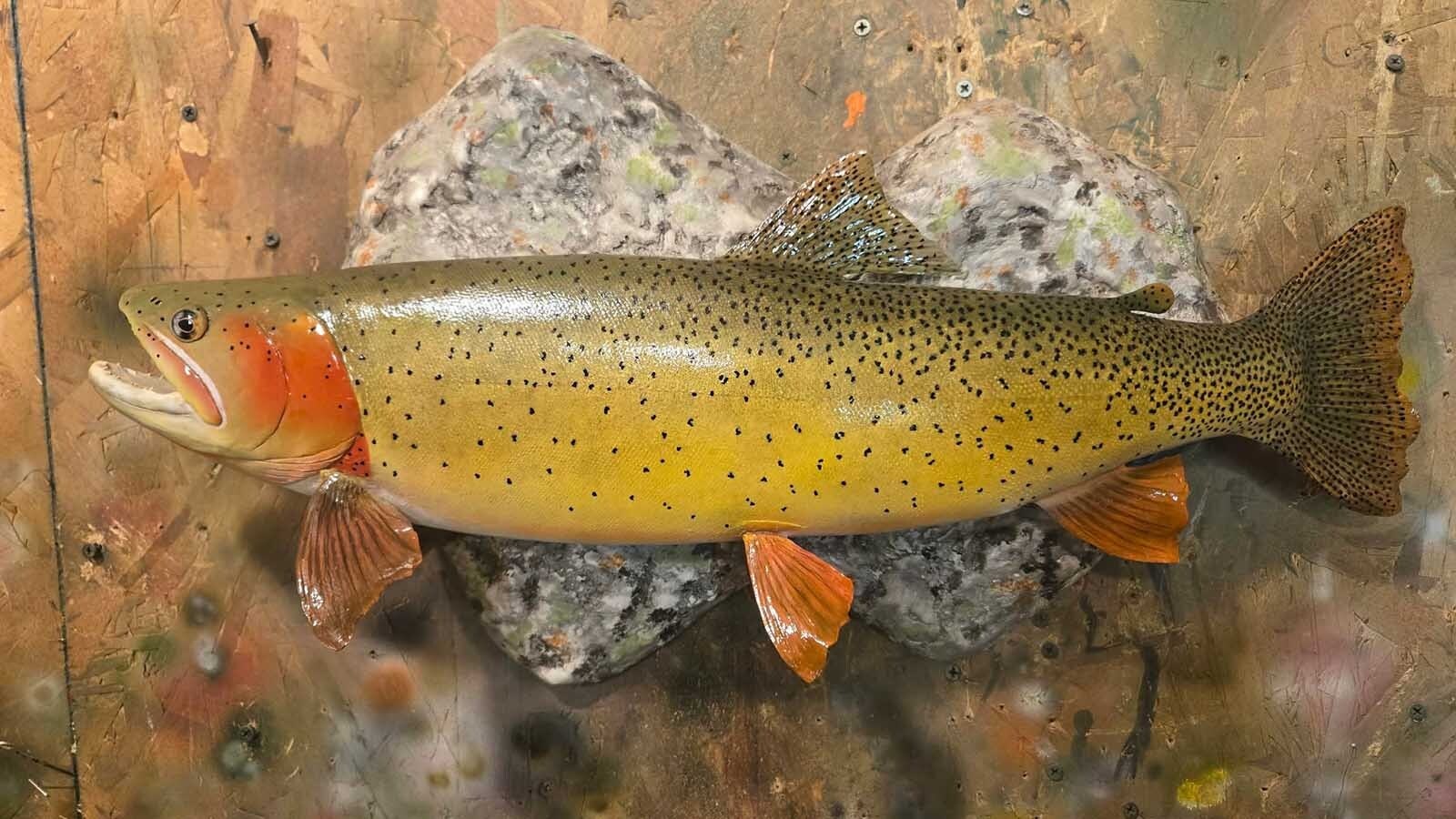 Great fish taxidermy requires methodical skill and a good sense of color balance, said taxidermist Allen Darlington.