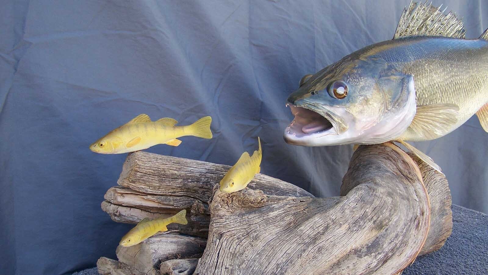 Great fish taxidermy requires methodical skill and a good sense of color balance, said taxidermist Allen Darlington.