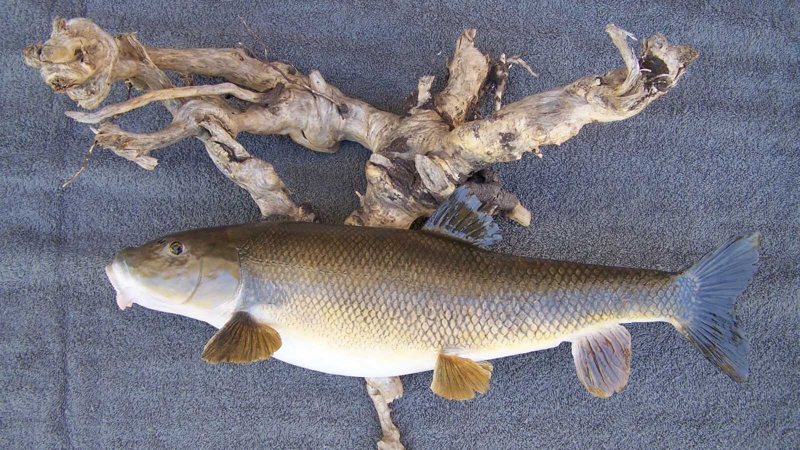 Great fish taxidermy requires methodical skill and a good sense of color balance, said taxidermist Allen Darlington.