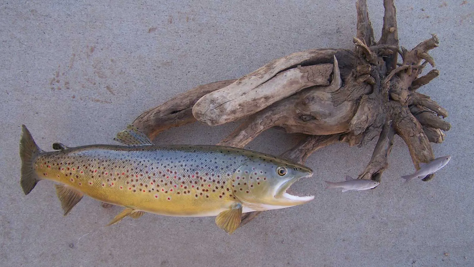 Fish Taxidermy: Wyoming Man Has Been Making Art Out Of Fish For 30 ...