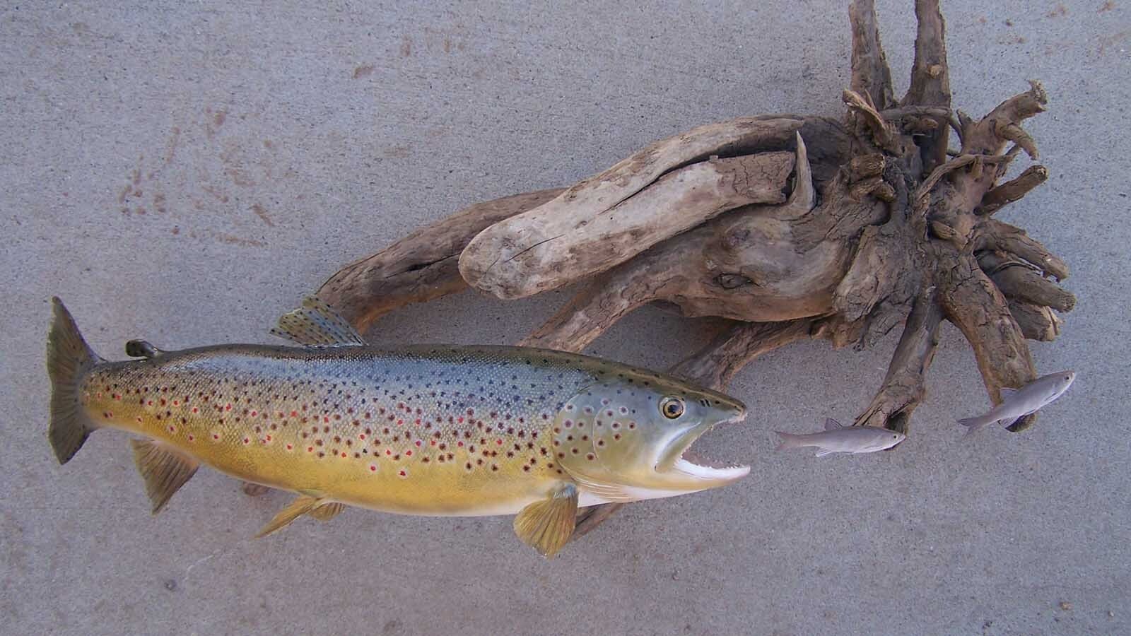 Great fish taxidermy requires methodical skill and a good sense of color balance, said taxidermist Allen Darlington.