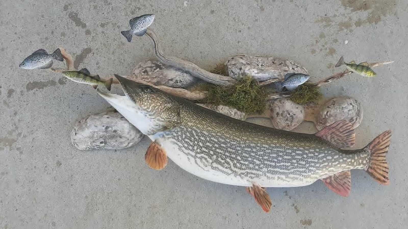 Great fish taxidermy requires methodical skill and a good sense of color balance, said taxidermist Allen Darlington.