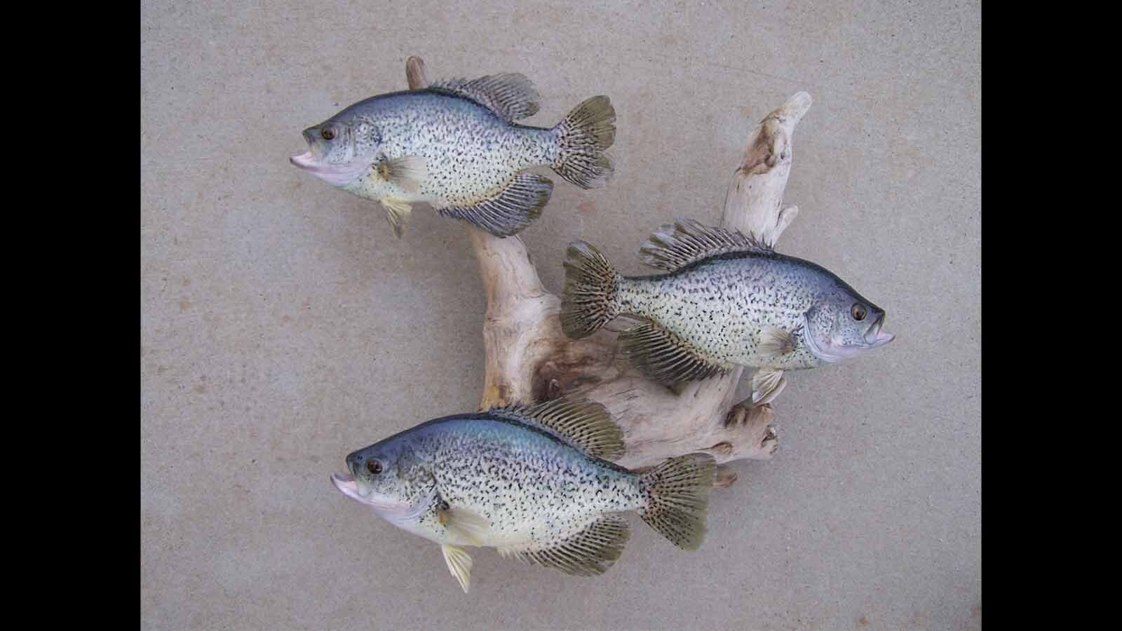 Great fish taxidermy requires methodical skill and a good sense of color balance, said taxidermist Allen Darlington.