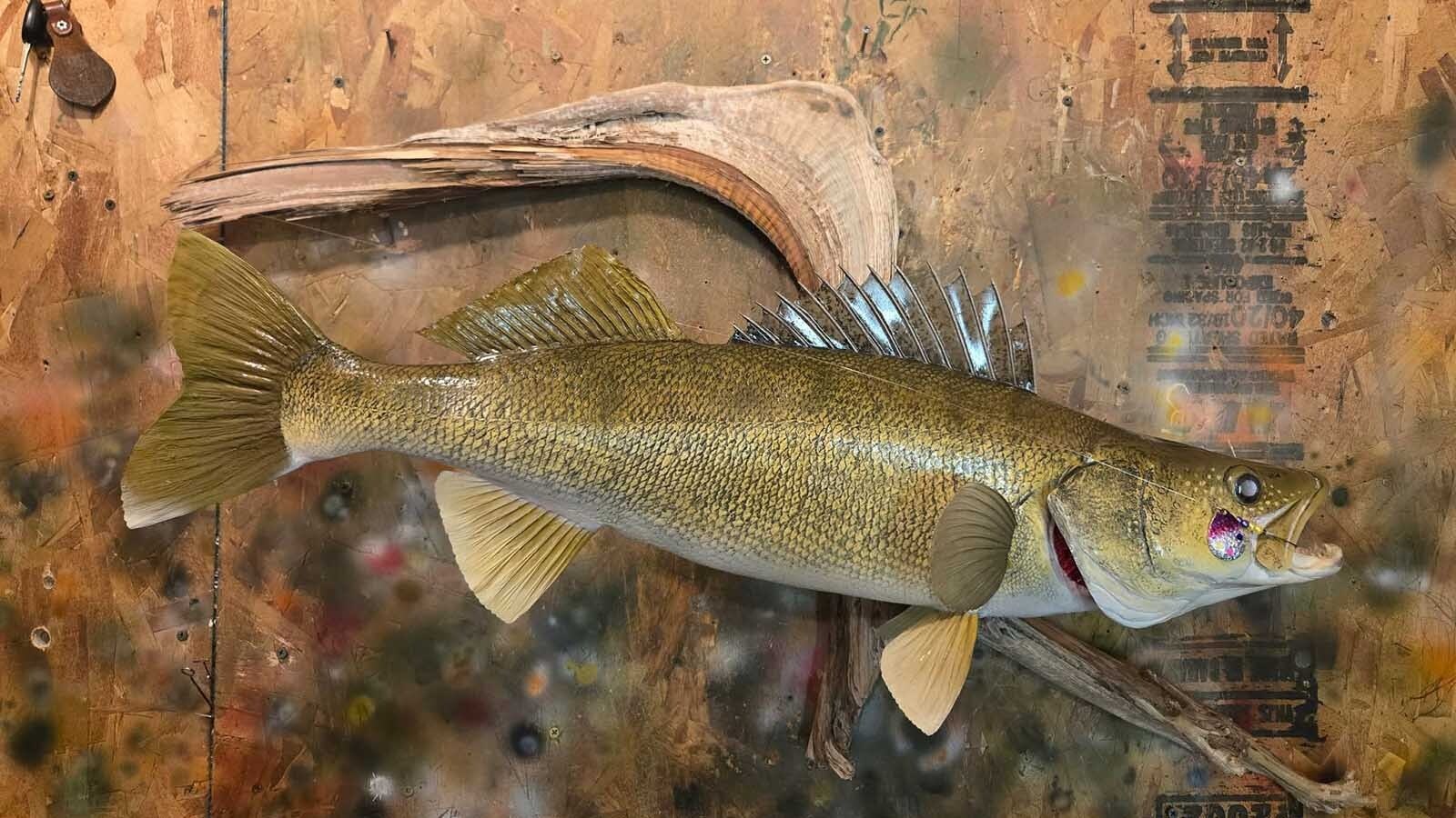 Great fish taxidermy requires methodical skill and a good sense of color balance, said taxidermist Allen Darlington.