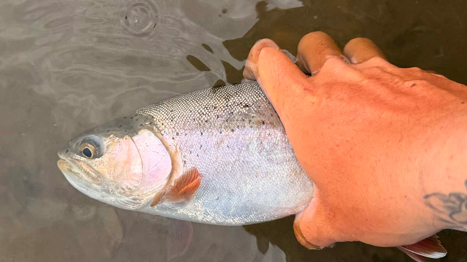 Fishing guides recommend checking the water temperature regularly during the summer. Once the water temperature hits 70 degrees, it's time to quit, because making fish fight in the heat can kill them.