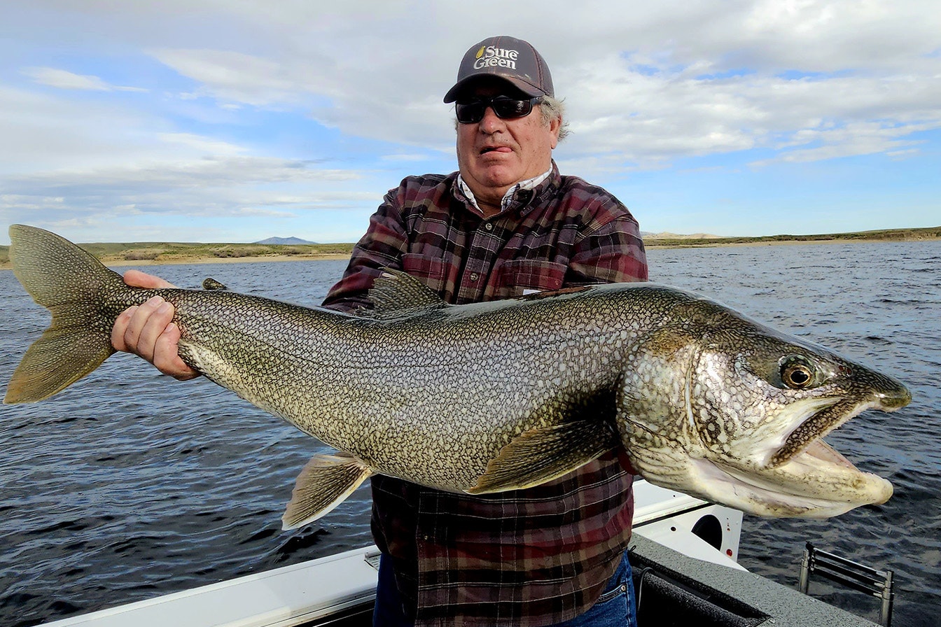 Anatolian Dogs Are Fierce Enough To Take On Grizzlies, But Might Not ...