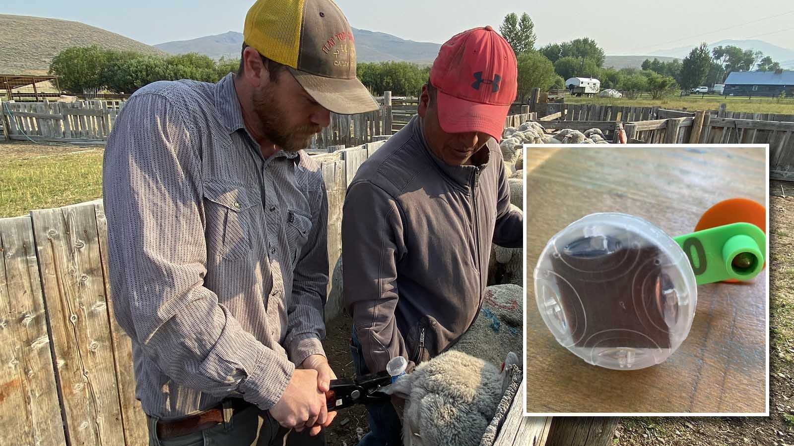 To ward off coyotes and other predators, some ranchers are attaching flashing ear tags to their livestock.