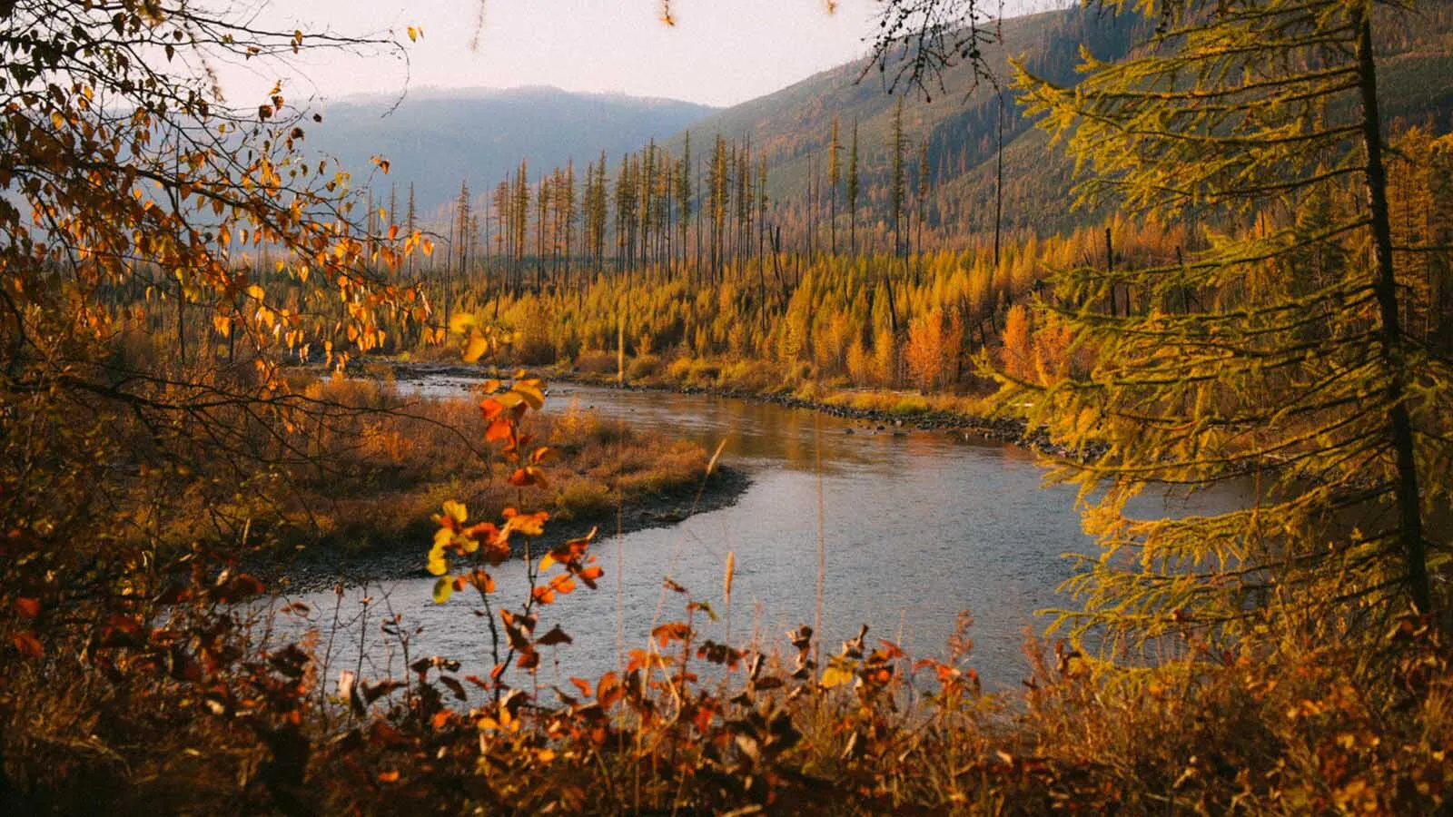 For Some, Fall Colors Season Across Wyoming And Montana Is Almost A ...