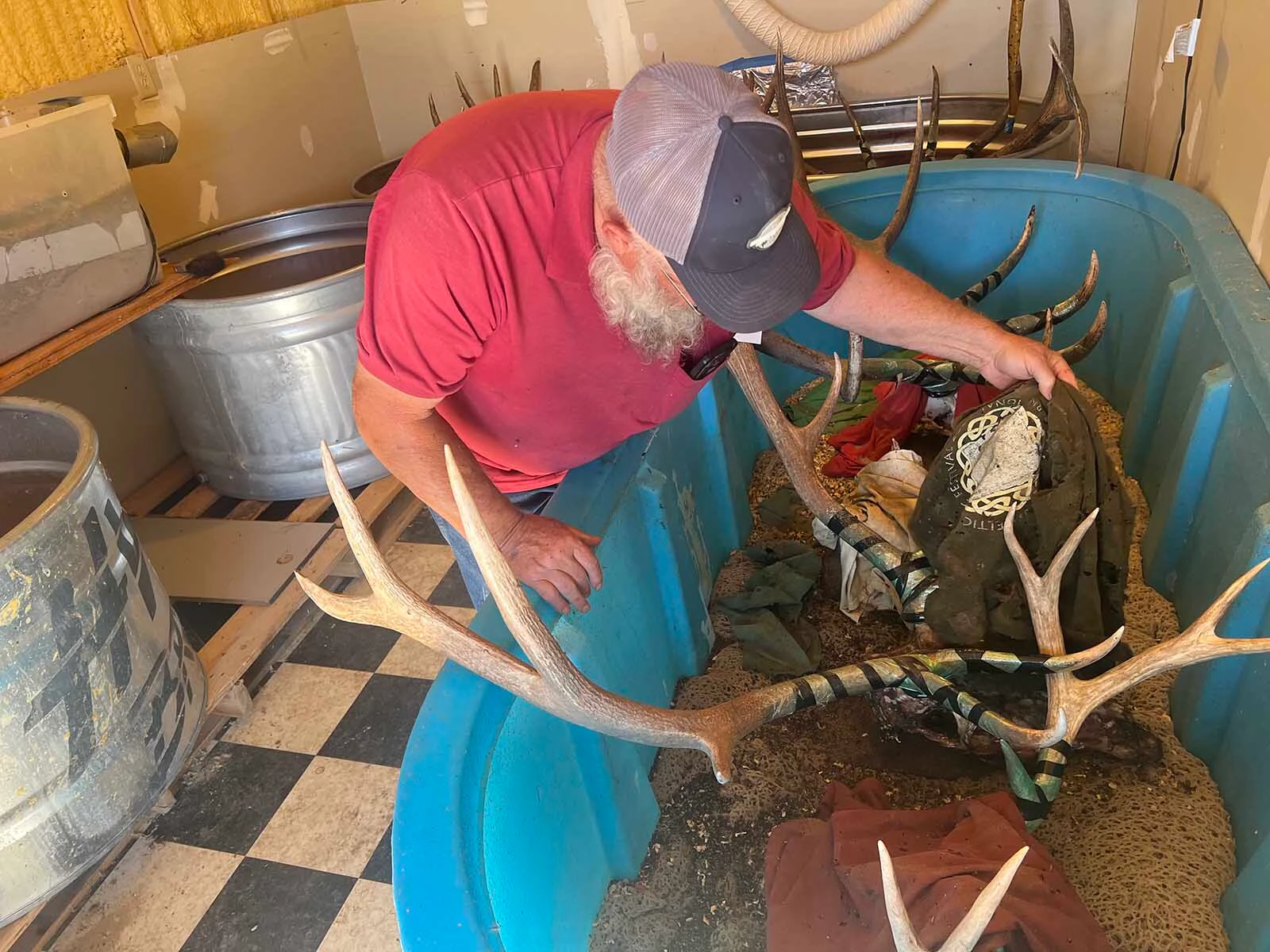 Charlie Stickney checks on the progress of beetles devouring the flesh from big game skulls at C&J’s Bug Barn in Thermopolis.
