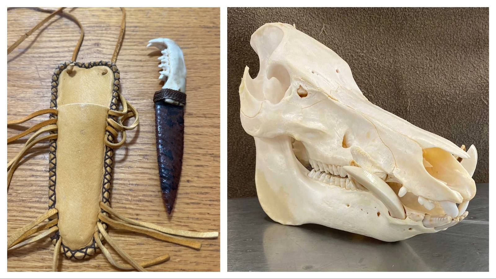 Charlie Stickney makes flint-knapped knives with bobcat jawbone handles at C&J’s Bug Barn in Thermopolis. C&J’s uses flesh-eating beetles to clean all manner of wild game skulls, such as this wild boar.
