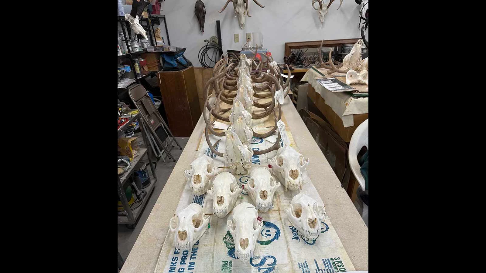Cleaned and whitened wolf and deer skulls are displayed at C&J’s Bug Barn in Thermopolis.