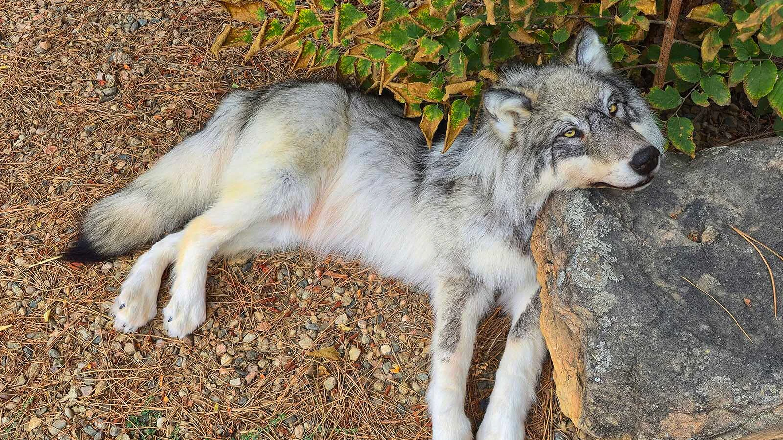 Chandra Ahlquist owns Sterling Fox Taxidermy in Loveland, Colorado, where she makes floppy taxidermied animals — what she calls "the ultimate couch companions."