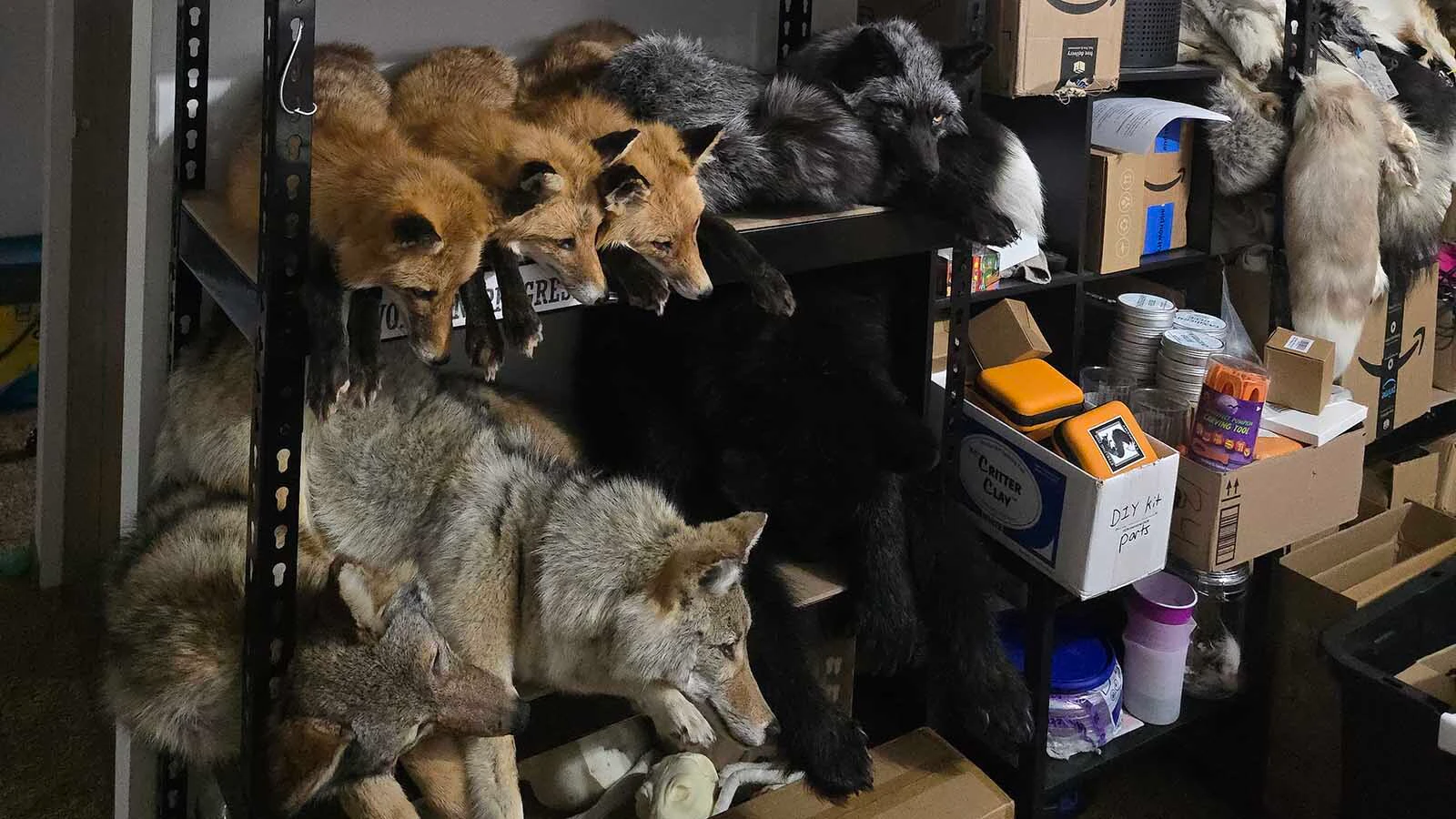 Chandra Ahlquist owns Sterling Fox Taxidermy in Loveland, Colorado, where she makes floppy taxidermied animals — what she calls "the ultimate couch companions."