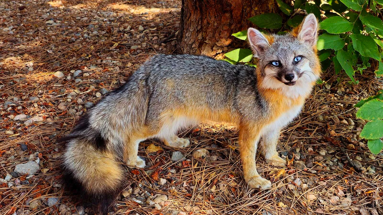 Chandra Ahlquist owns Sterling Fox Taxidermy in Loveland, Colorado, where she makes floppy taxidermied animals — what she calls "the ultimate couch companions."
