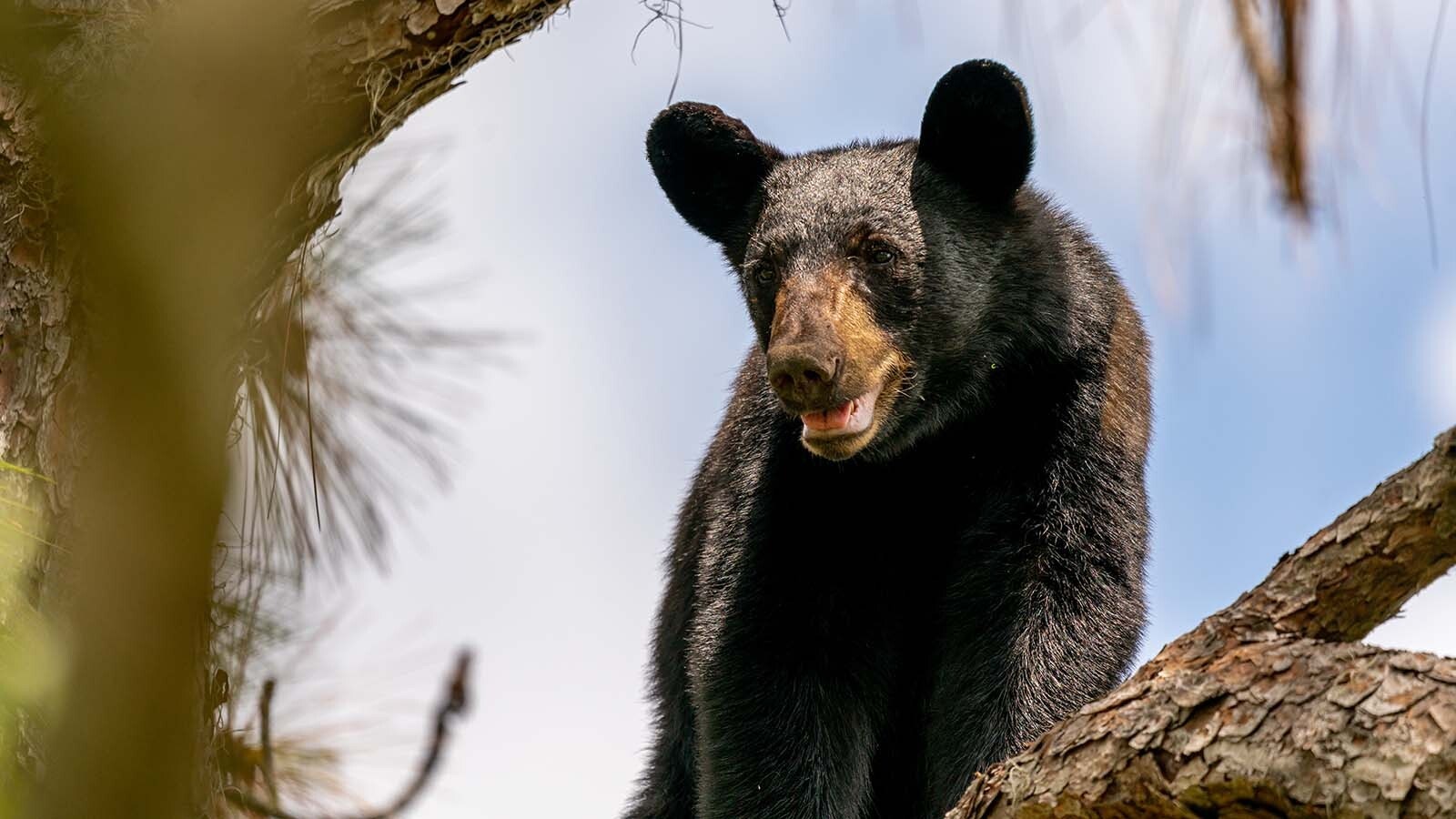 Florida black bear getty 9 21 25