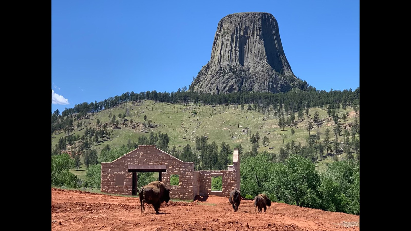 A few bison hang out at the old Toomey's Mill rebuilt on a ranch near Devils Tower.