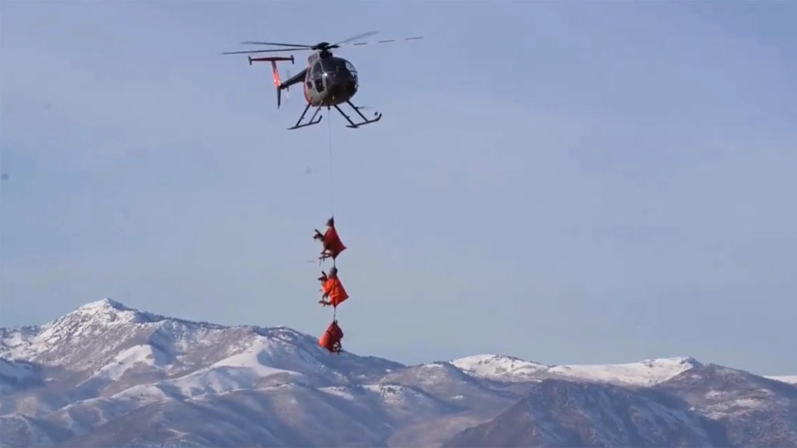 Flying deer 12 21 23