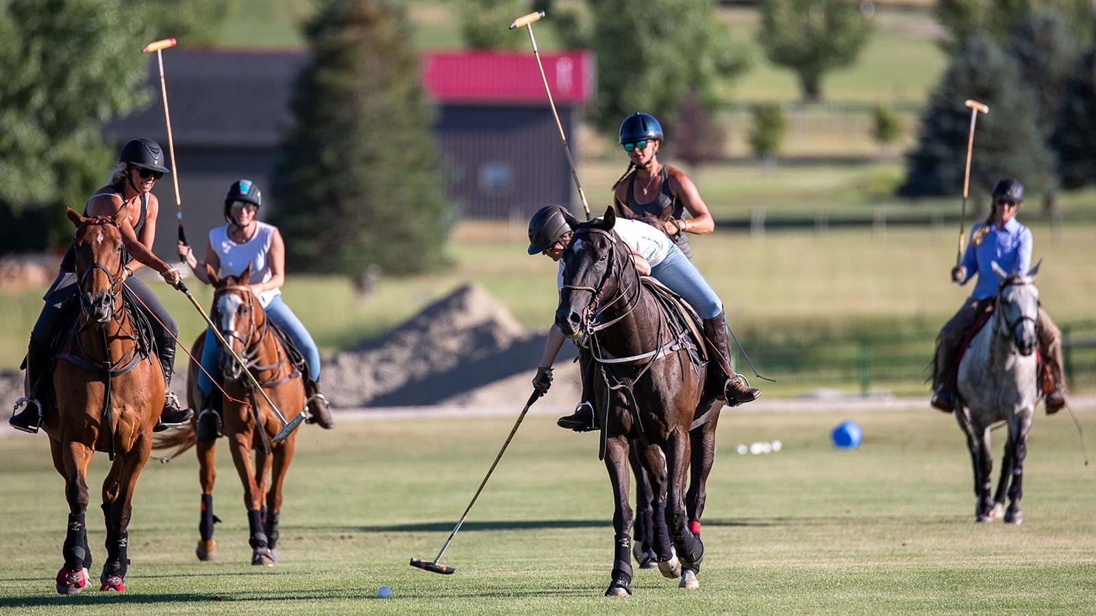 Some of the polo horses that compete at the Big Horn Polo Club in Sheridan, Wyoming, have been flown into the country from South America.