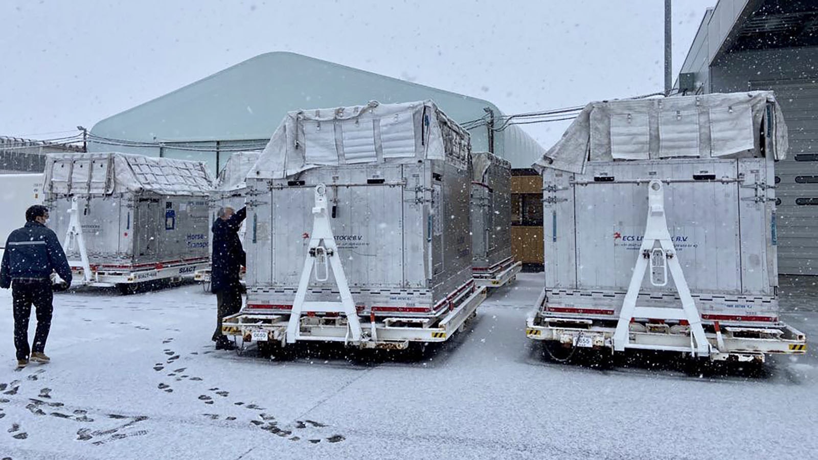 The international company IRT ships horses all over the world using scheduled air charter carriers. Its U.S. branch is based out of Chicago. Here air stalls with horses are ready for shipment from Japan to Australia.