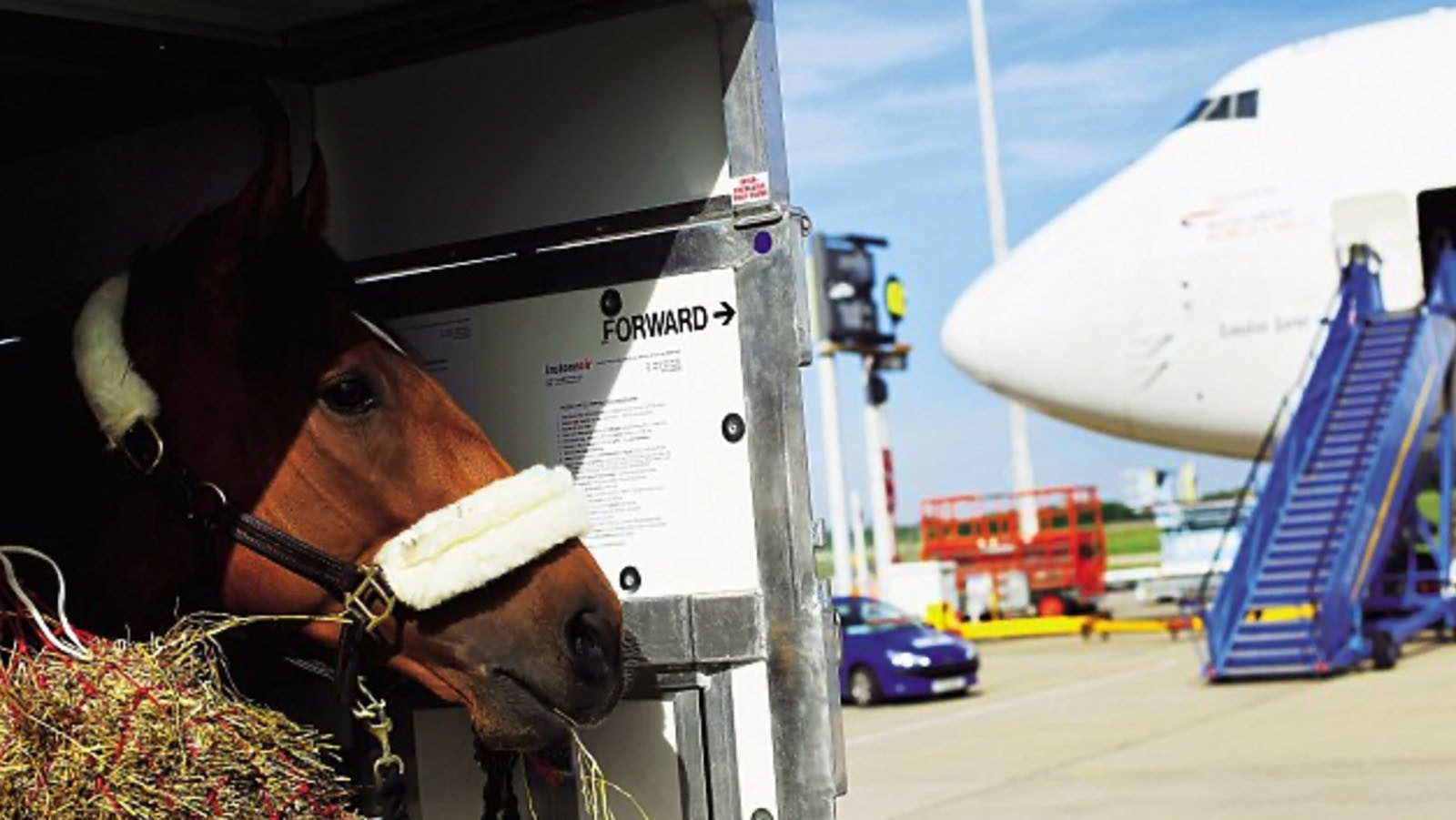 A horse pokes its nose out the back of a cargo container while waiting to be loaded onto a plane. It has all the conforts of its home stall.