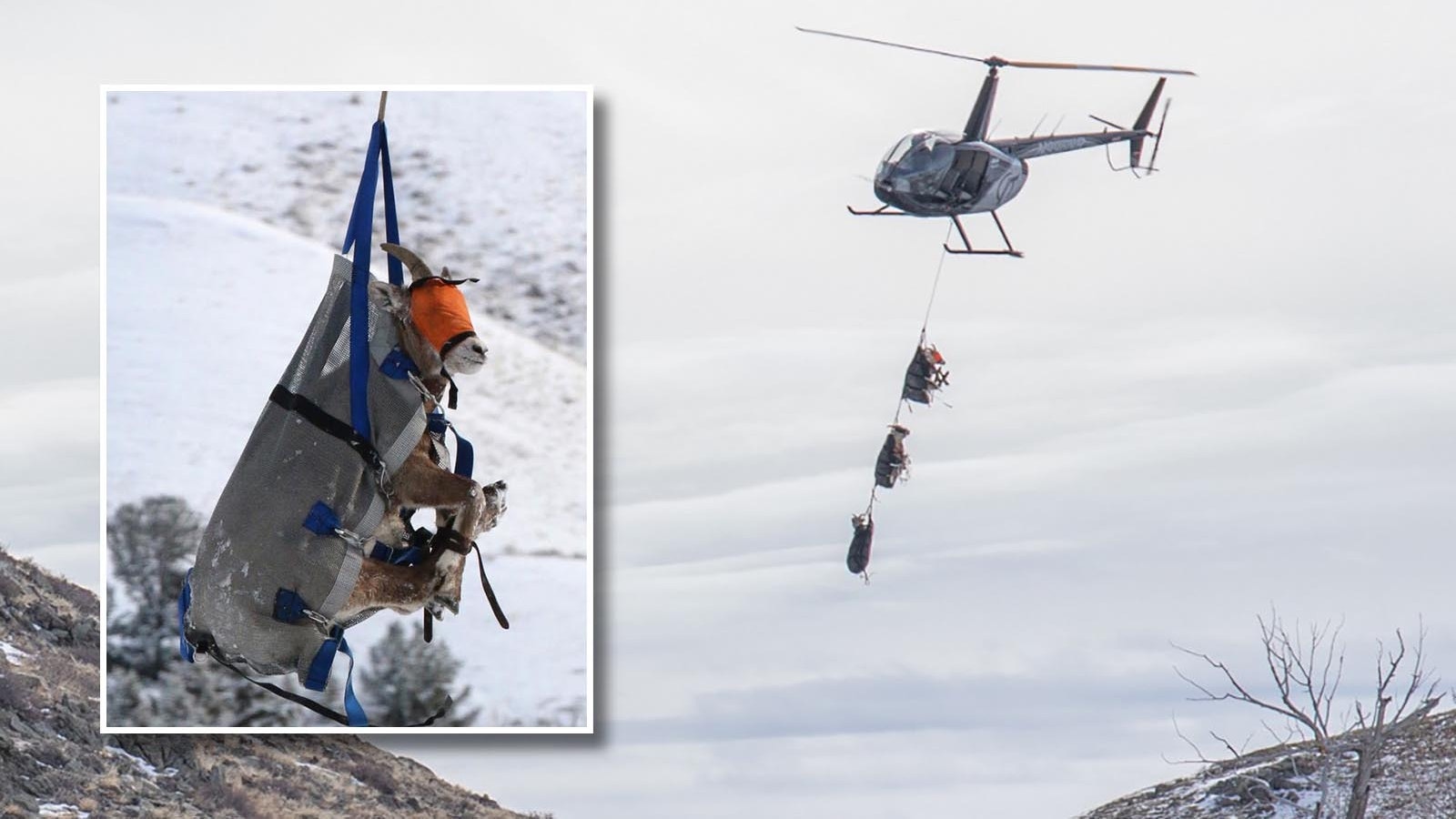 During the winter, the Wyoming Game and Fish contracts with helicopter companies and pilots to capture and transport bighorn sheep and animals for research.