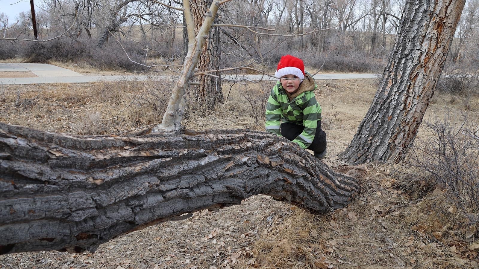 Resilience and physical coordination are part of the benefits of the outdoor preschool. Cooper likes to climb the “rainbow tree” near the preschool’s site.