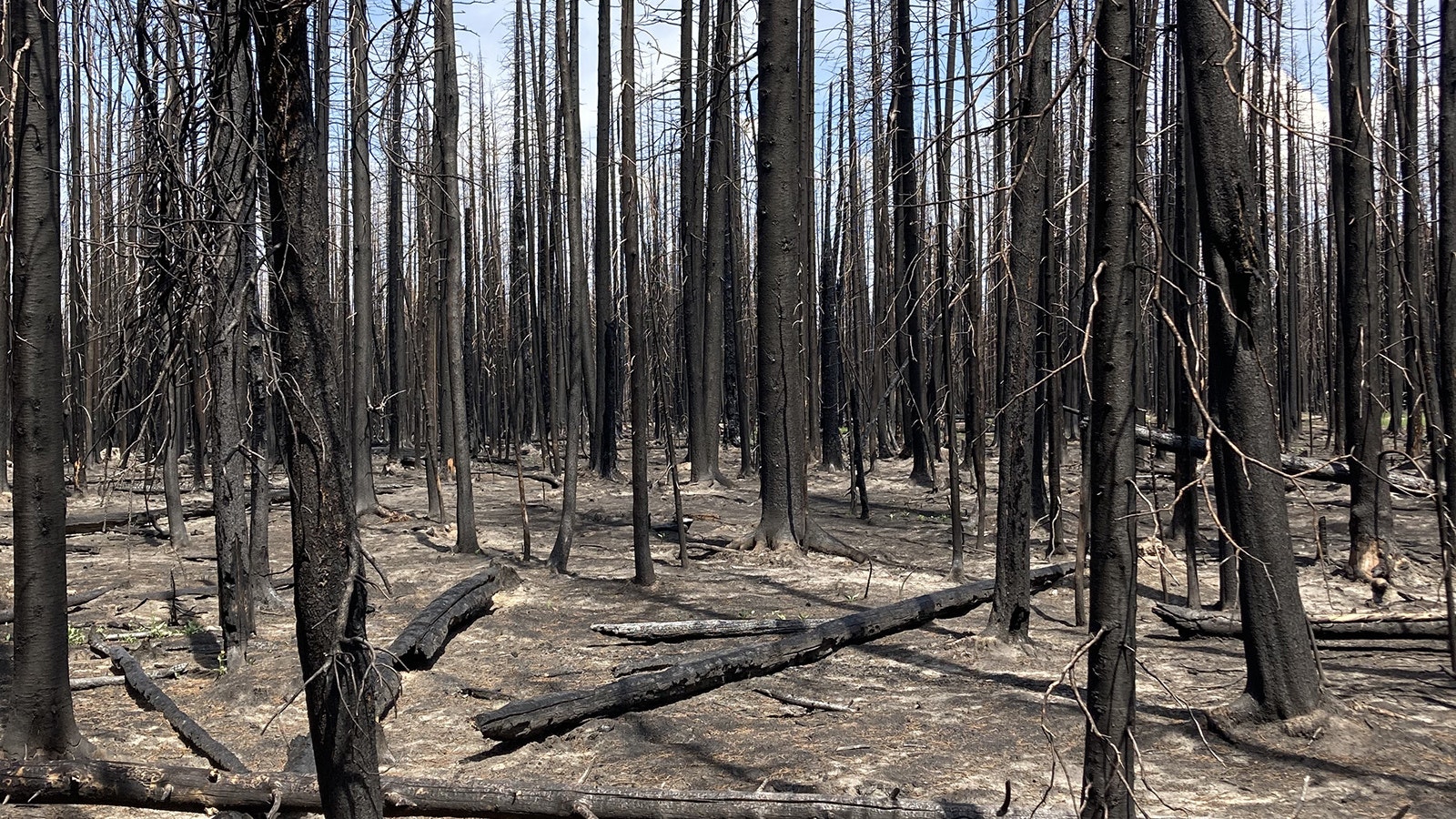 Wyoming needs to kick its timber cutting into high gear or risk another catastrophic wildfire season, foresters told the Legislature on Tuesday. The danger is especially high in the Black Hills region, they say.