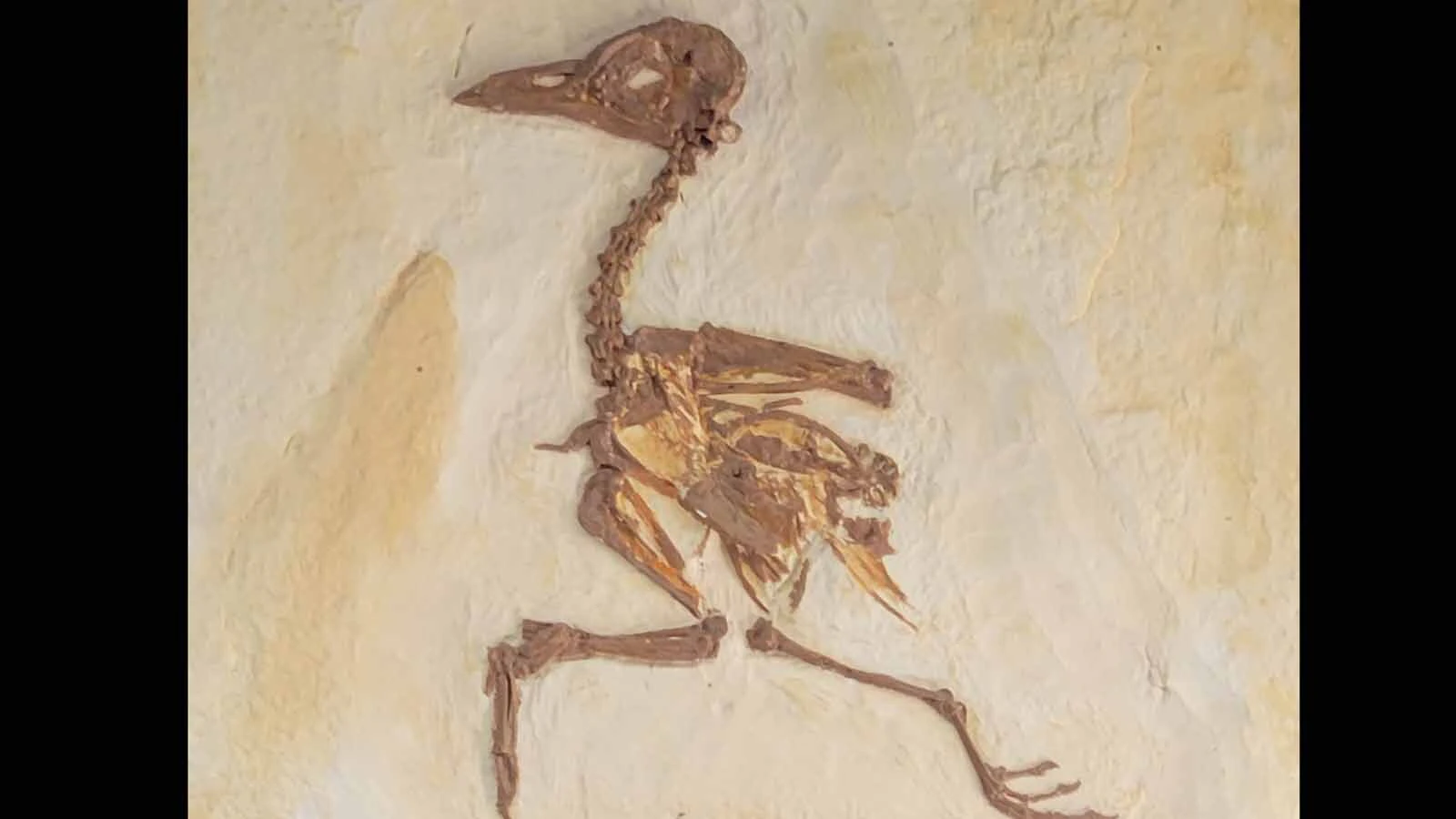 The fossil of a bird take at Fossil Butte shows the type of finds of David Haddenham and his colleagues.