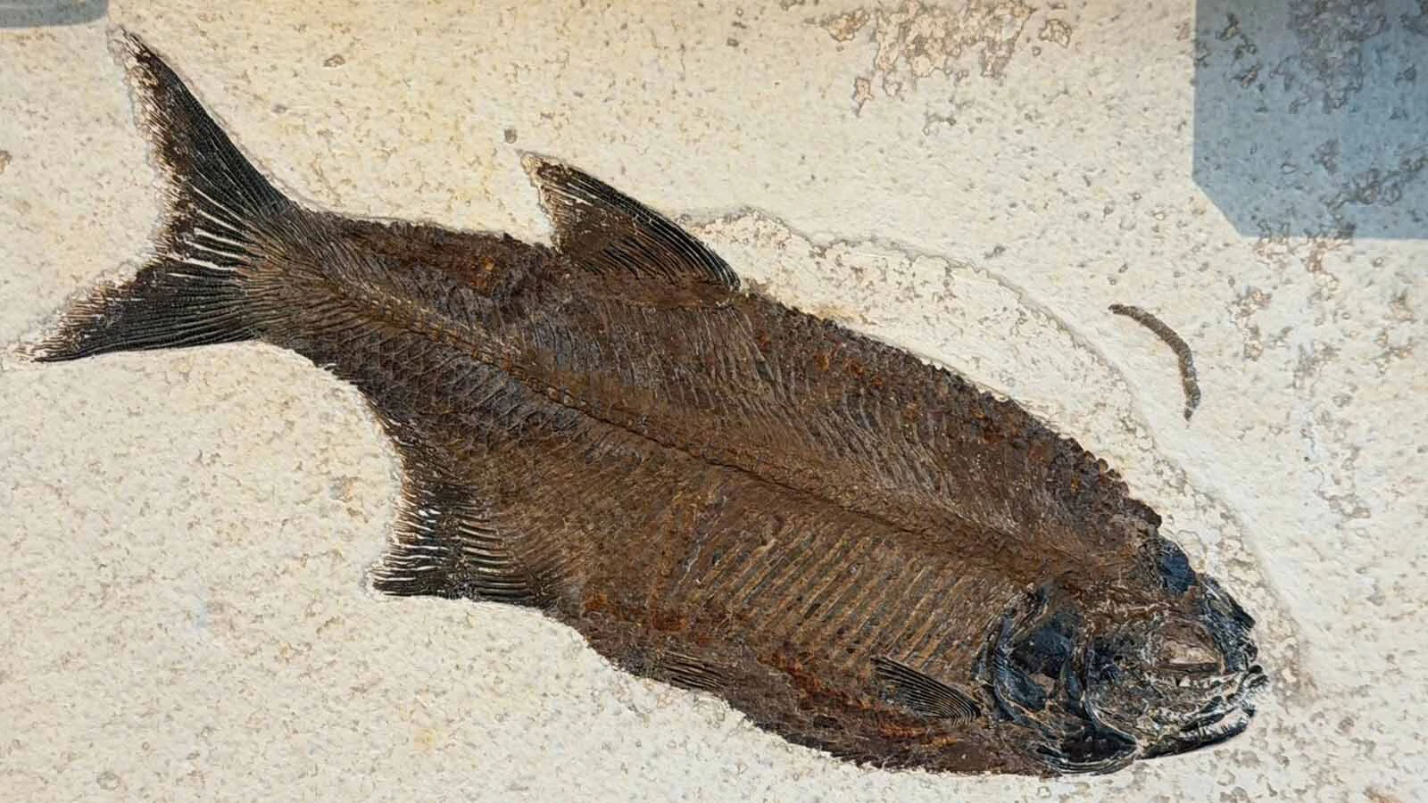 The fossil of a fish recovered at Fossil Butte.