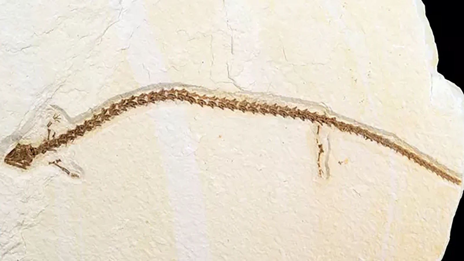 A specimen of Paleoamphiuma from Fossil Butte National Monument in southwest Wyoming. The Green River Formation has produced legions of fossils of plants, fish, reptiles, mammals, and other prehistoric organisms, but amphibians are "extremely uncommon." The new specimen found near Kemmerer is the third fossil of this rare salamander and the only one with soft tissue preservation.