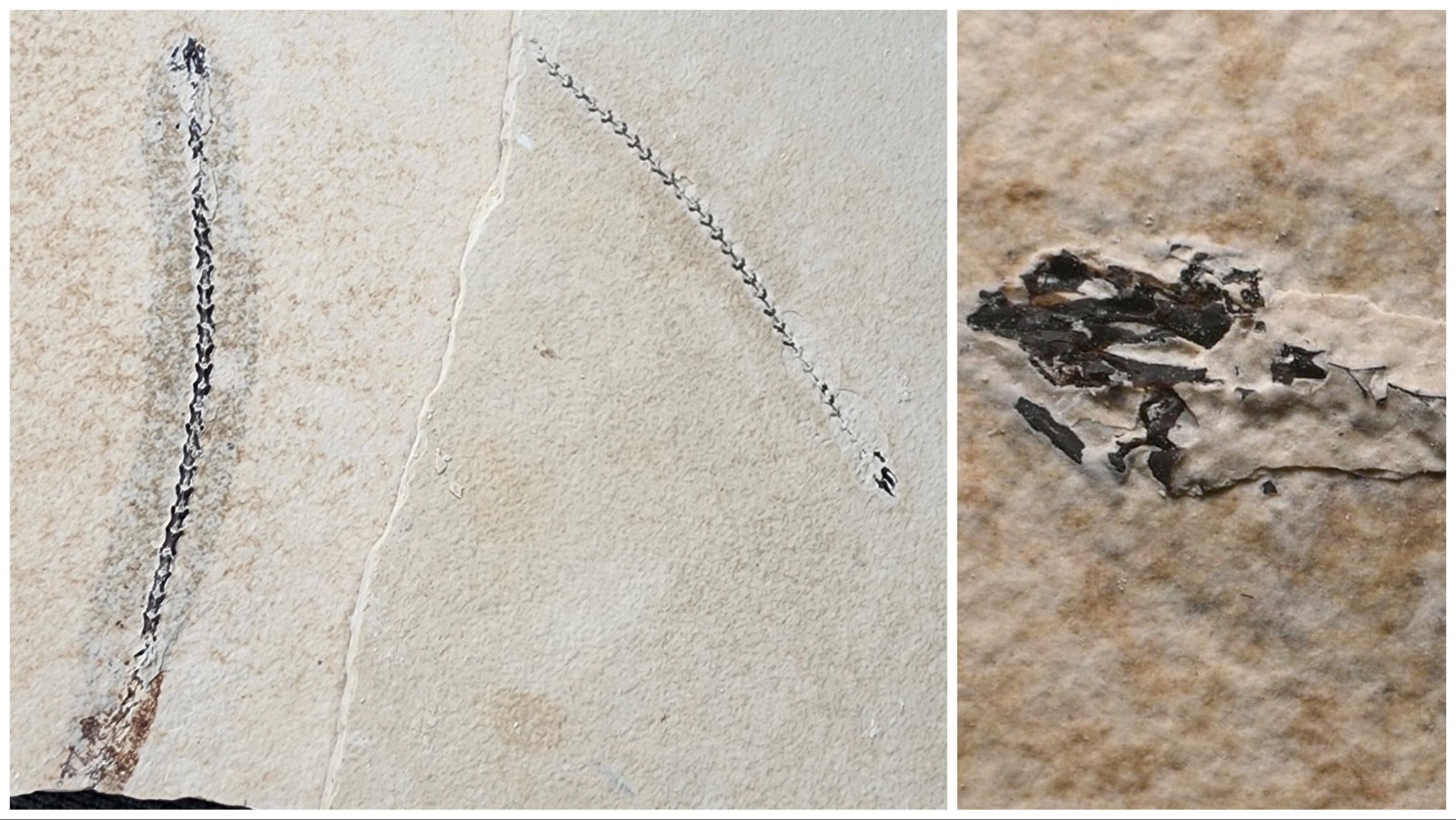 Left: The thin slabs of rock containing the nearly complete skeleton of the foot-long salamander found near Kemmerer. It will take hundreds of hours of preparation before the fossil is ready for display in a Wyoming museum. Right: The partially exposed skull of the salamander. This fossil has been tentatively identified as a Paleoamphiuma, making it only the third specimen of the extinct omnivorous salamander ever found in the Green River Formation.
