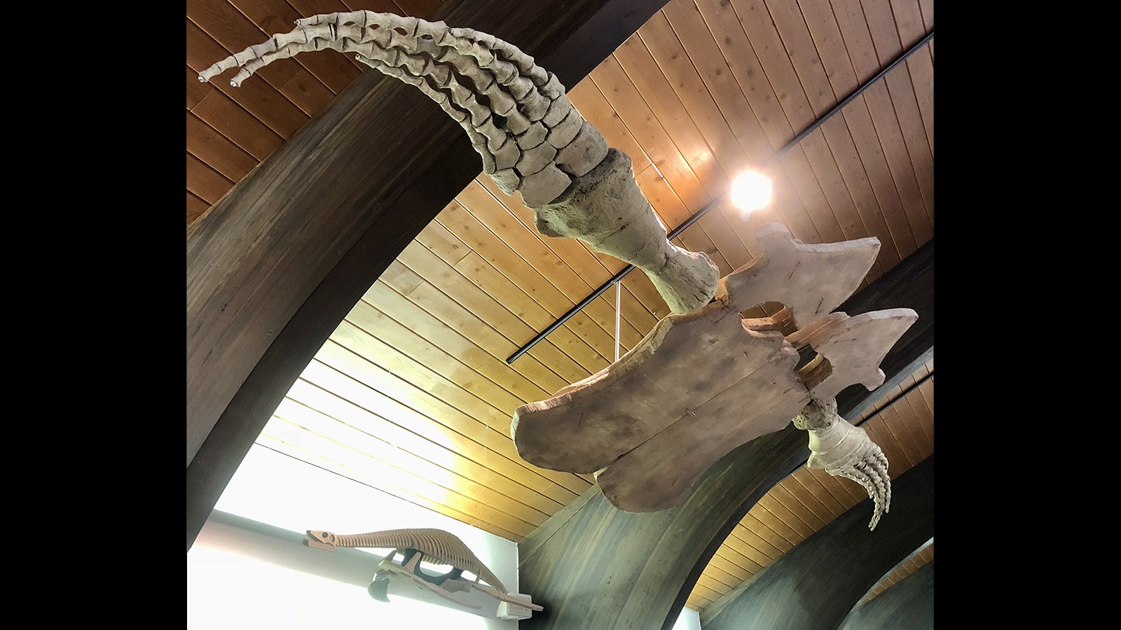 The front flippers of Megalneusaurus and a replica of a small Wyoming plesiosaur Tatenectes at the Tate Museum in Casper. Both of these plesiosaurs were found in the Sundance Formation, a time when Wyoming was covered with a warm shallow sea around 150 million years ago.