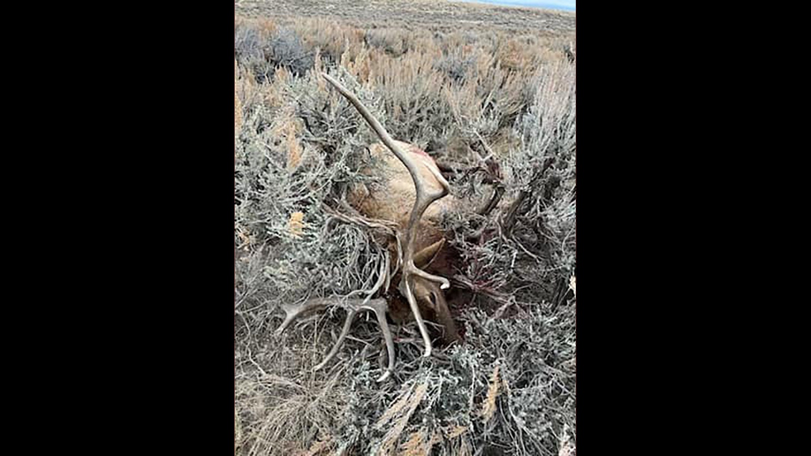 The bull elk Marc Zancanella shot, which led him to a mystery human skull in the Red Desert.