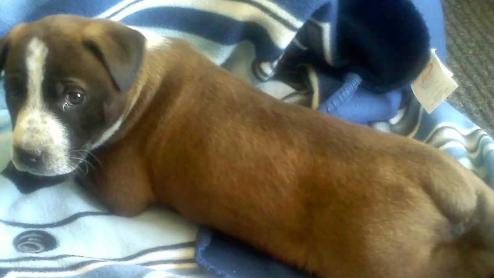 Ziva when the Kissack family got her as an 8-week-old puppy in 2012.
