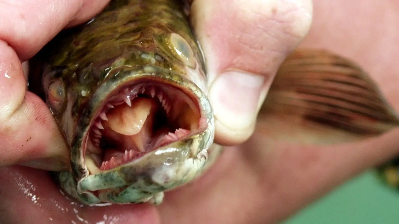 Wyoming Could Be One Mistake Away From Land-Walking Frankenfish