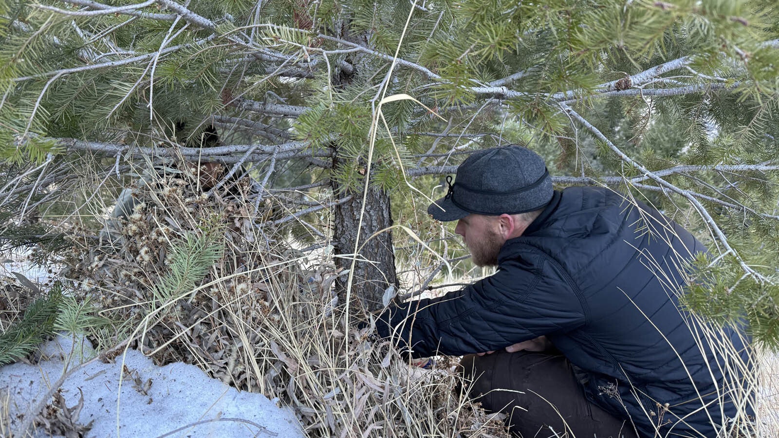 U.S. Forest Service staff harvesting a tree in the Bighorn National Forest, Medicine Wheel District.