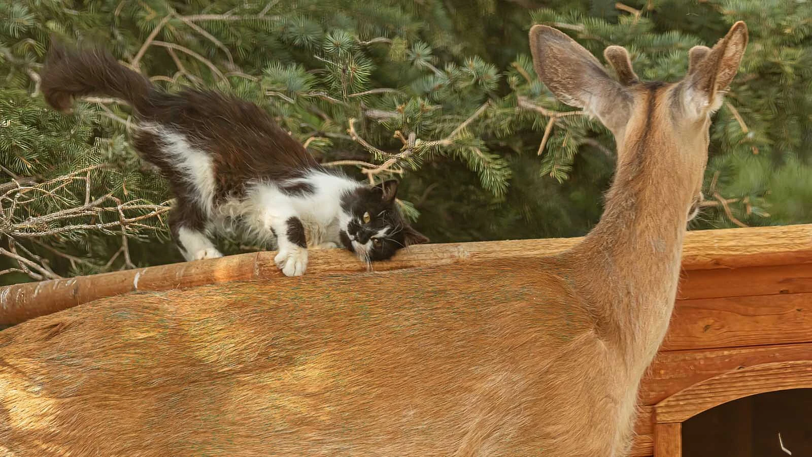 A cat named Tuffitt loves hanging out with a young buck white-tailed deer in a homeowner’s backyard north of Buffalo.