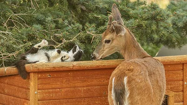 A cat named Tuffitt loves hanging out with a young buck white-tailed deer in a homeowner’s backyard north of Buffalo.