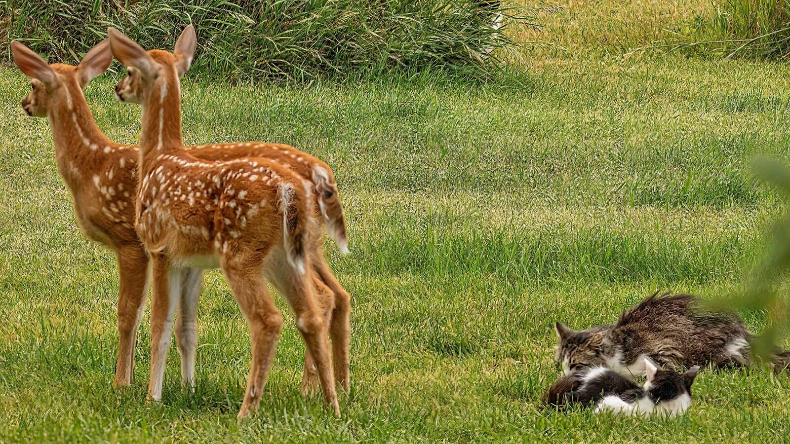 Two fawns are pictured here in the summer of 2025 near cats in homeowner Don Twing’s backyard near Buffalo. One of the fawns, a buck, has grown up to become good buddies with one of the cats, Tuffitt.