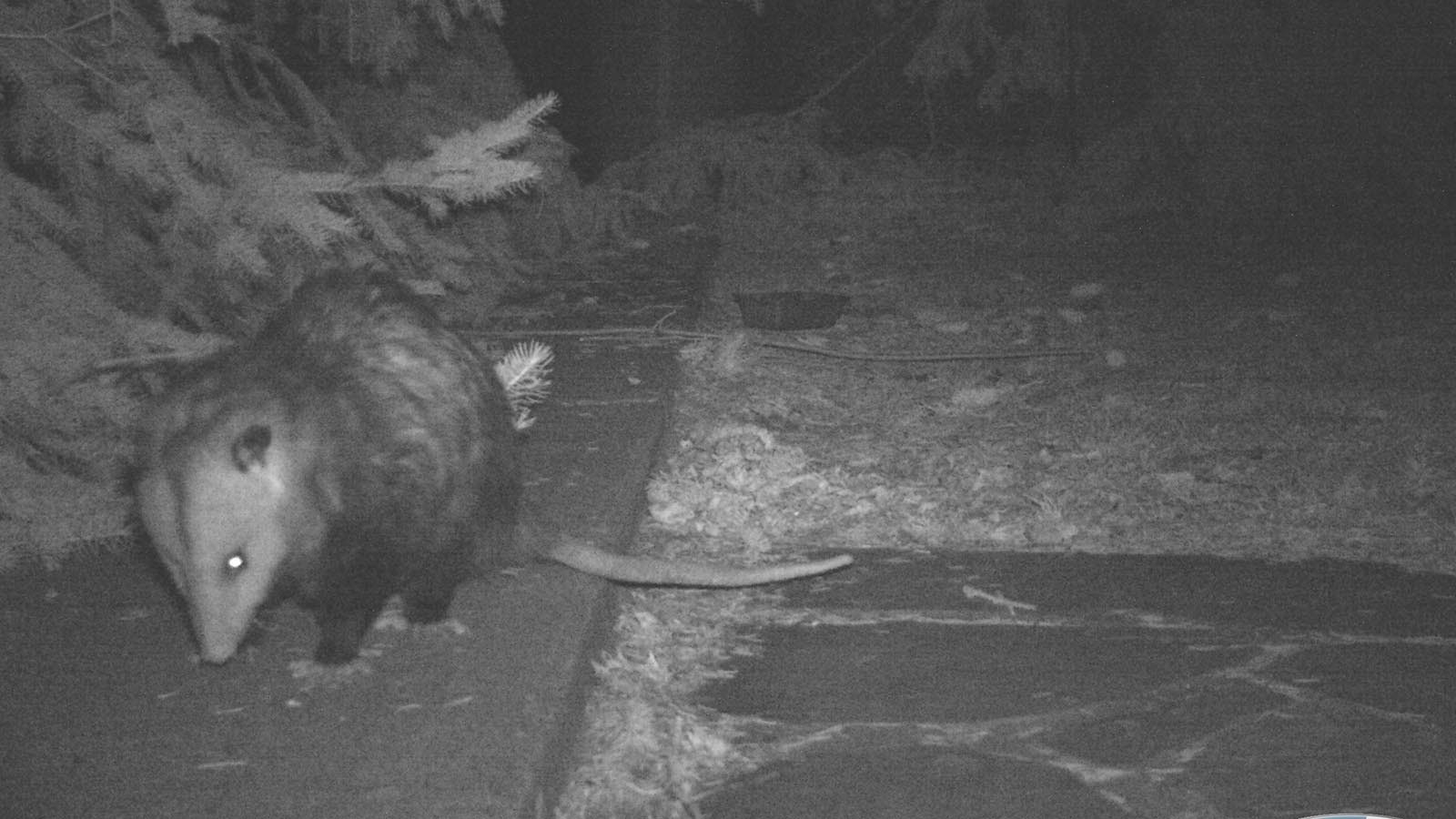 An outdoor camera caught photos of opossums near Rolf Amundson's home in Platte County.